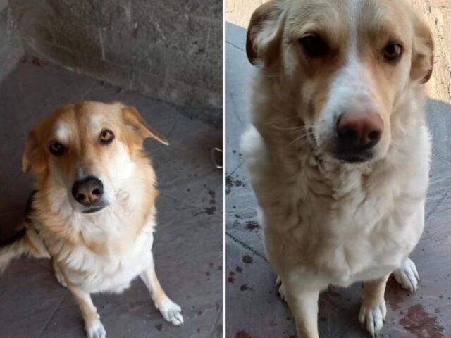 Caorso, Mia e Toffee scompaiono dal giardino di casa, lo smarrimento delle due cagnoline lascia il segno