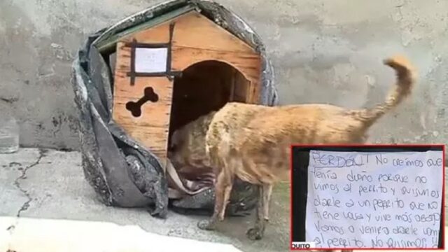 Casetta di legno del randagio rubata: ladri si pentono e la riportano indietro