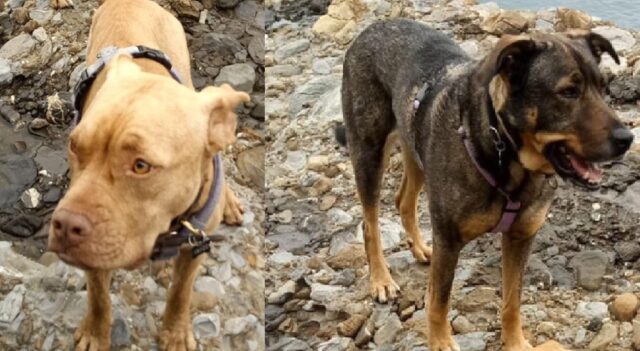 Ceranesi, i cani Vanco ed Etrella risultano dispersi, al via le operazioni di ricerca