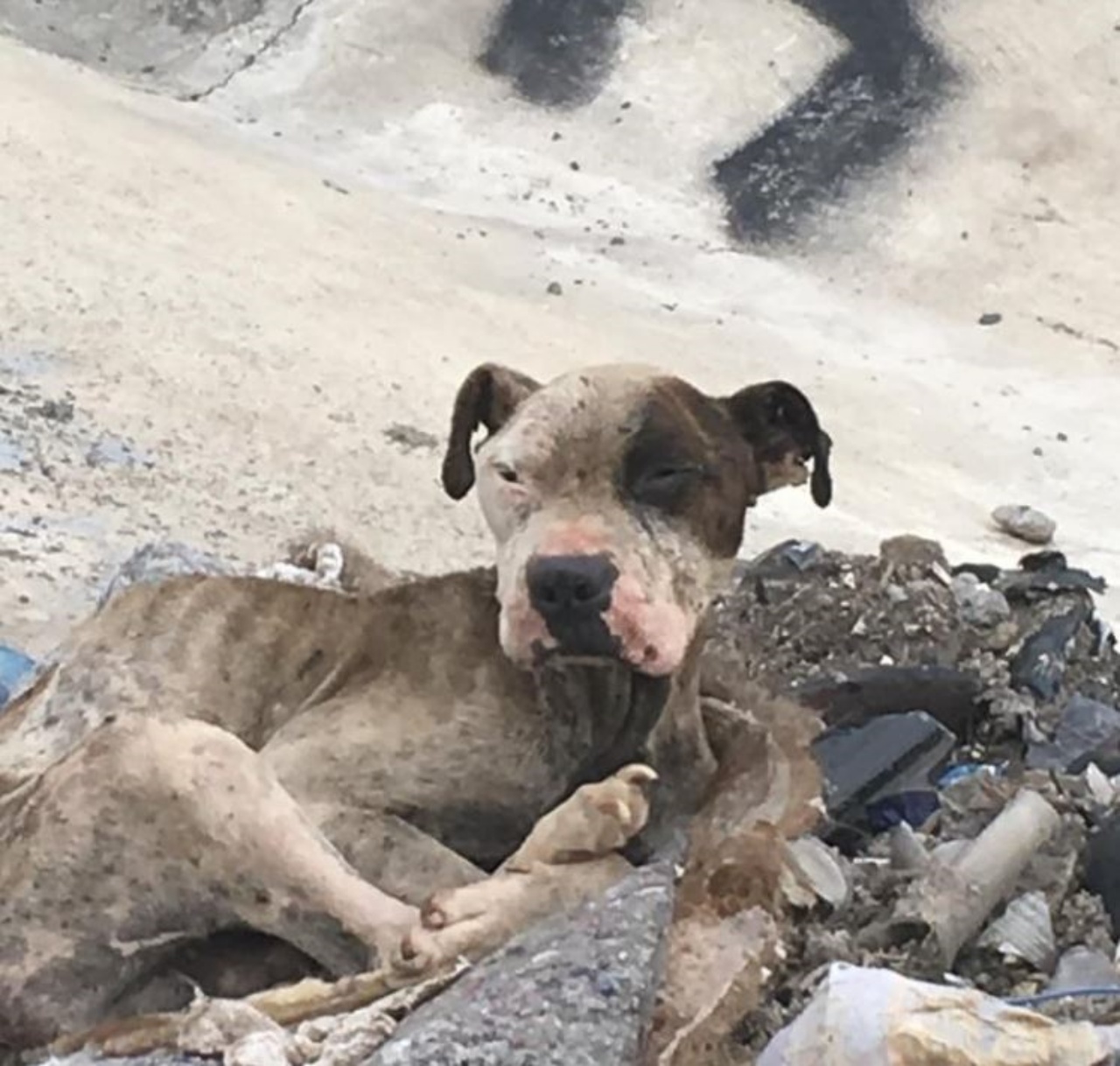 Un cane con varie ferite e abbandonato