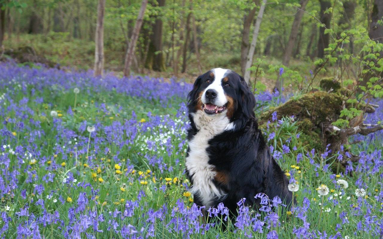 cane felice tra i fiori