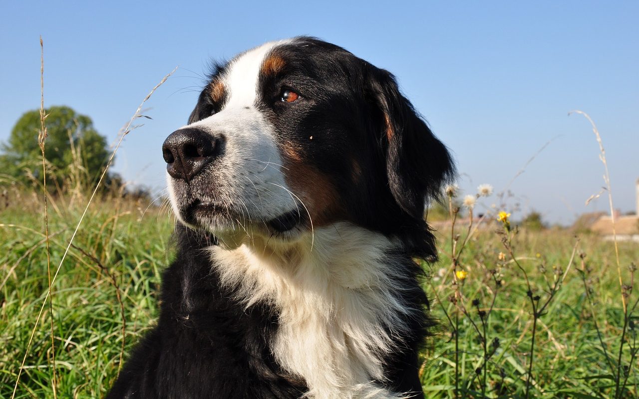 cane in mezzo all'erba