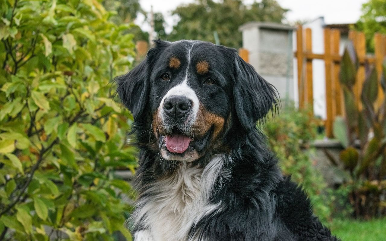 cane di taglia molto grande in casa