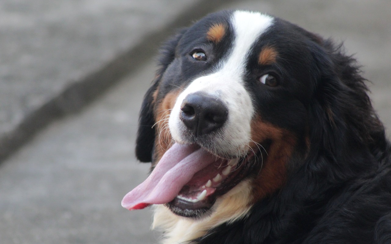 cane con la lingua di fuori