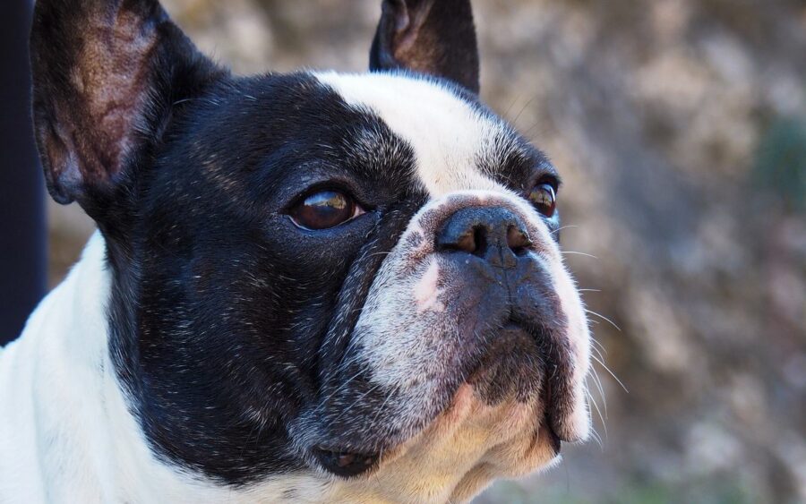 cagnolino bianco e nero