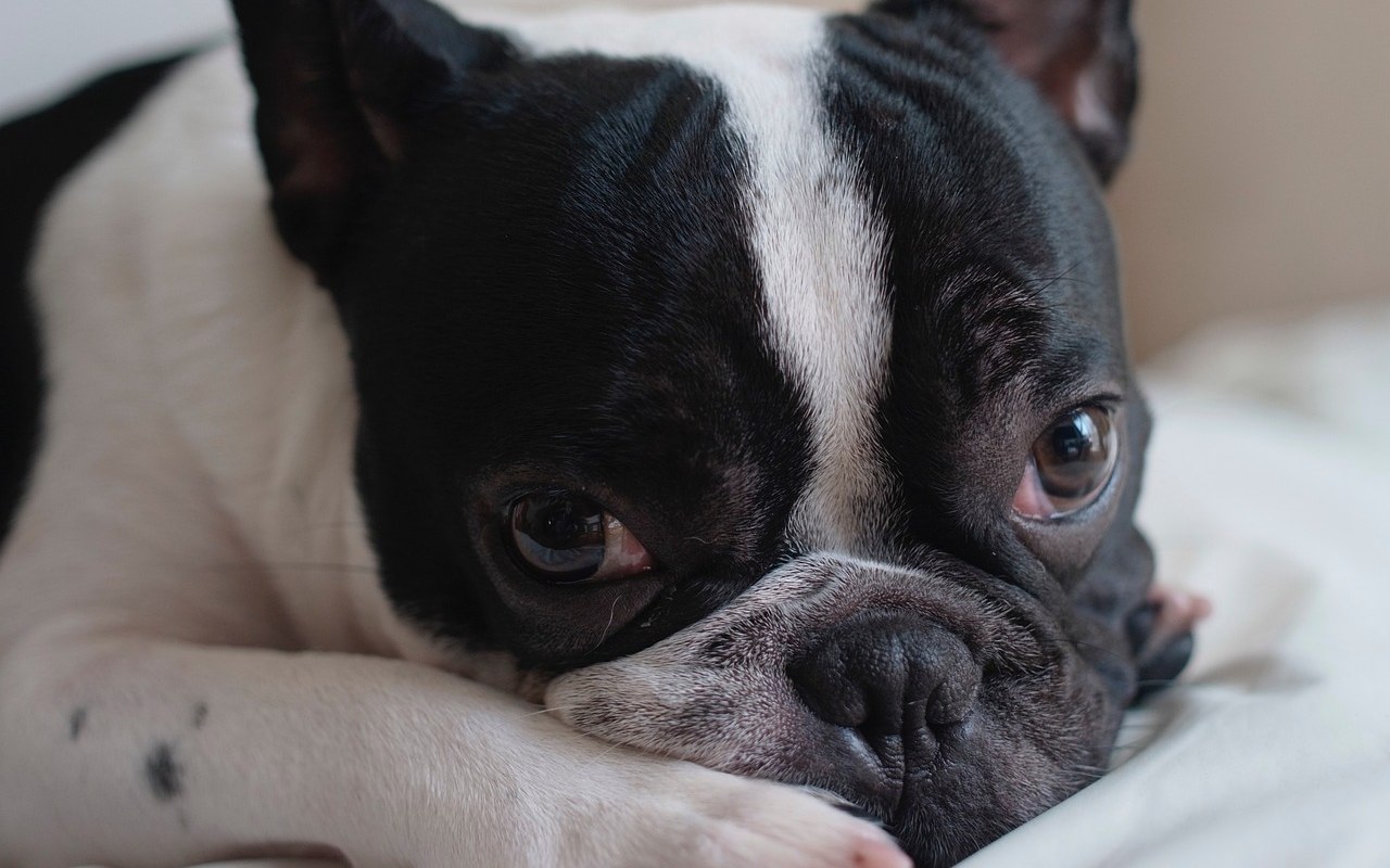 cagnolino con lo sguardo dolce