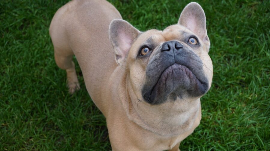 Come addestrare un Bulldog Francese: metodi e consigli utili