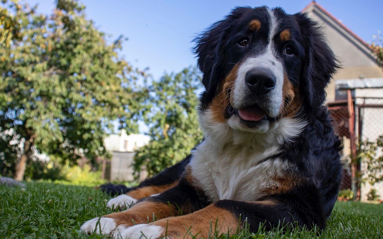 cane che dorme fuori in giardino