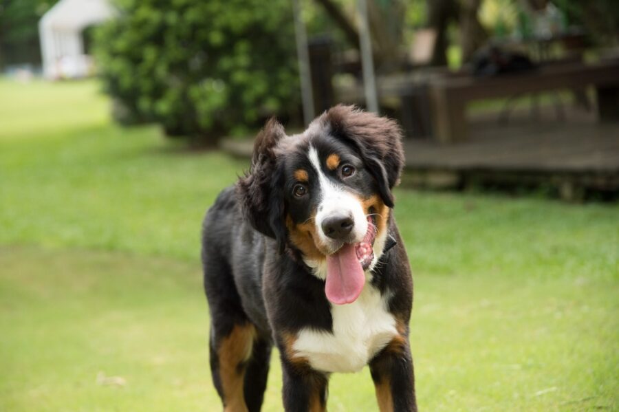 cagnolino buffo in giardino