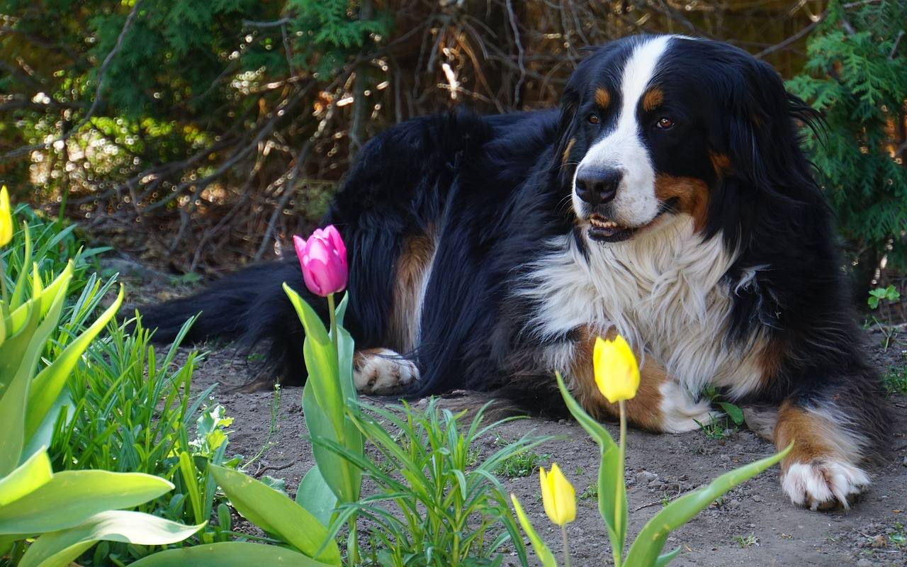 cane seduto tra i fiori