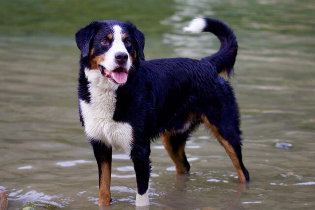 Come lavare un Bovaro del Bernese e rendere il suo pelo perfetto