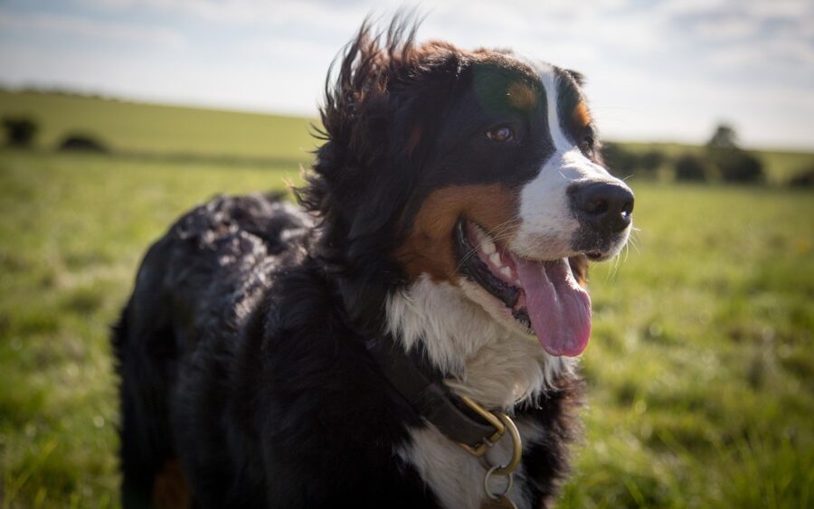 cane all'aria aperta col pelo agitato dal vento