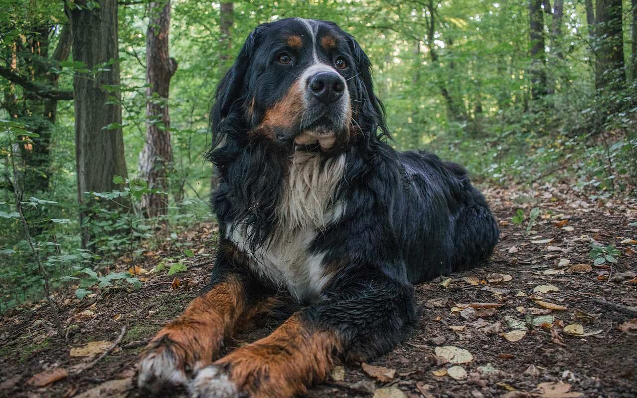 cane sporco di fango