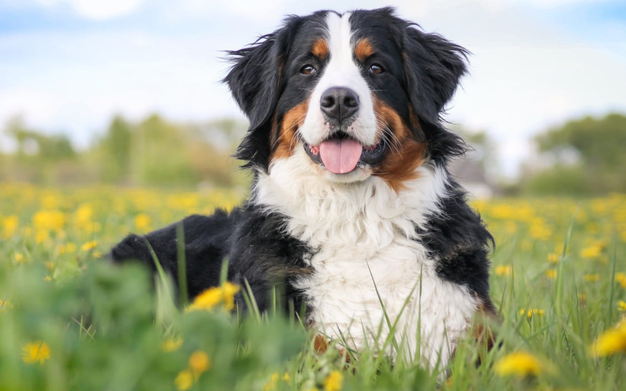 cane tra l'erba