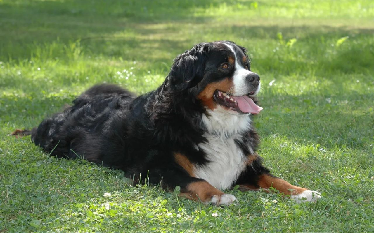 cane disteso sul prato