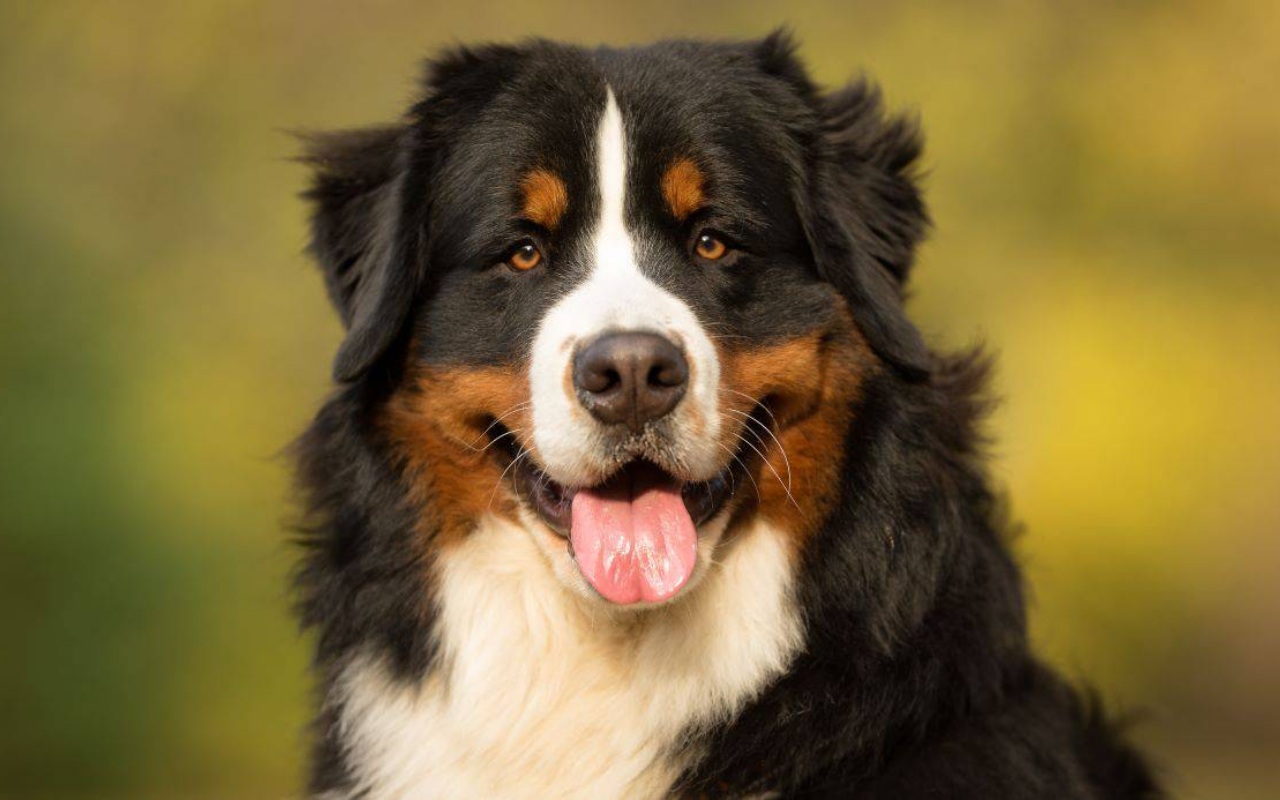 cane con la lingua di fuori