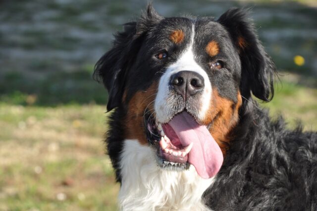 Come accudire un Bovaro del Bernese, tutte le cure e le attenzioni