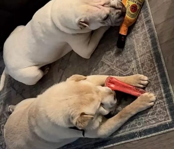 Coppia adotta il fratello del cane di famiglia e non lo sapevano