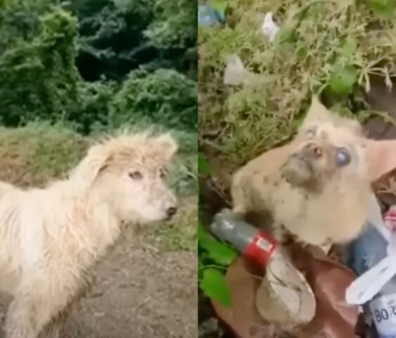 Il coraggioso cane randagio guida i soccorritori per fargli salvare il suo amico cieco e vulnerabile (VIDEO)