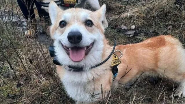 Corgi specializzato nella ricerca di dispersi in Ucraina: la storia di Elton