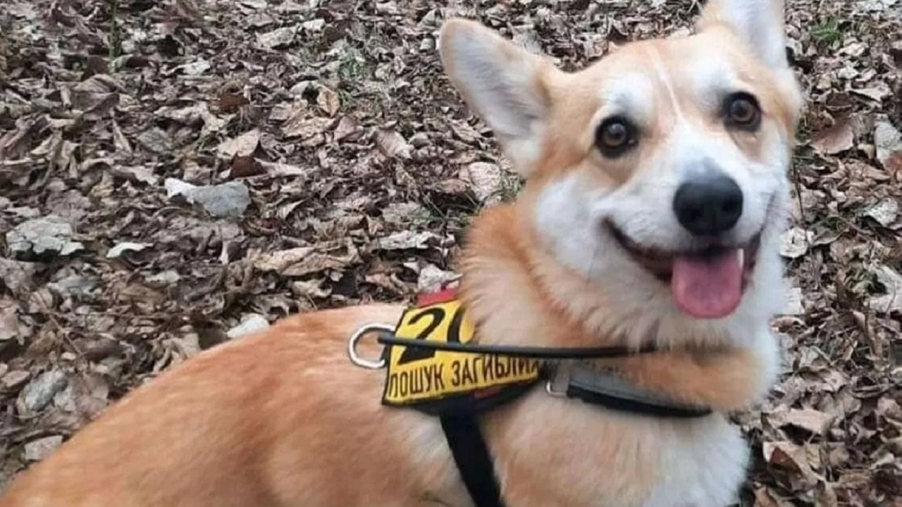 Cane di razza Corgi con la pettorina