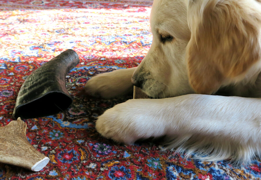 cane mastica corno di cervo