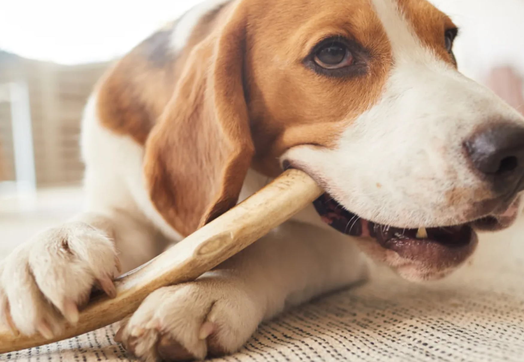 cane beagle con corno di cervo