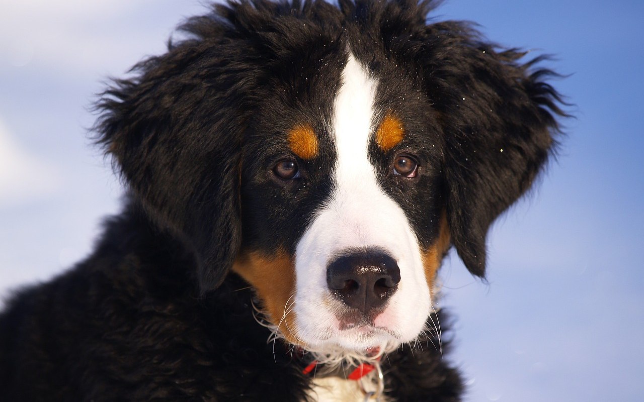 cucciolo di cane di razza