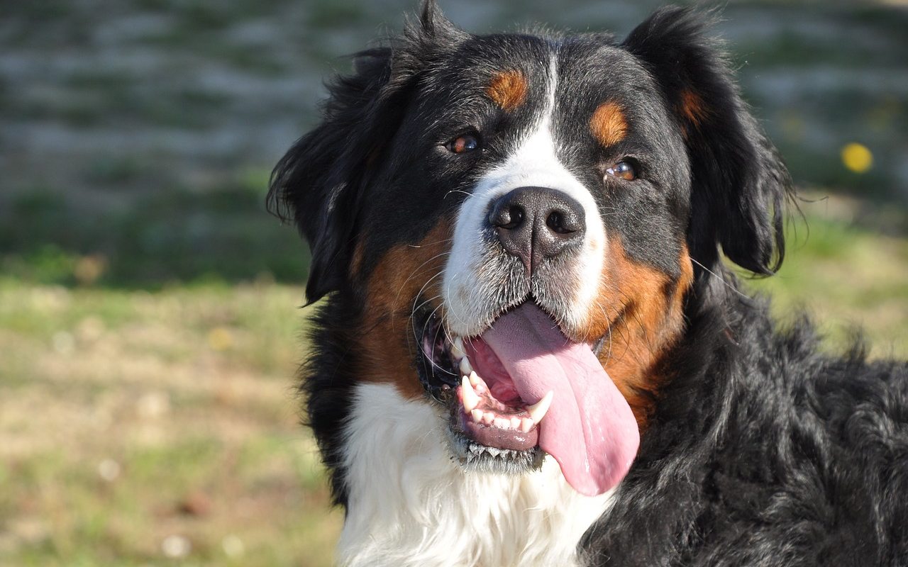 cane con la lingua di fuori