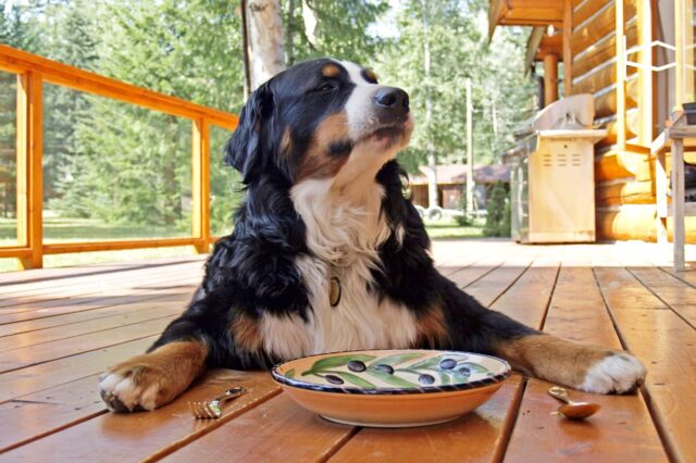cane che aspetta il suo cibo