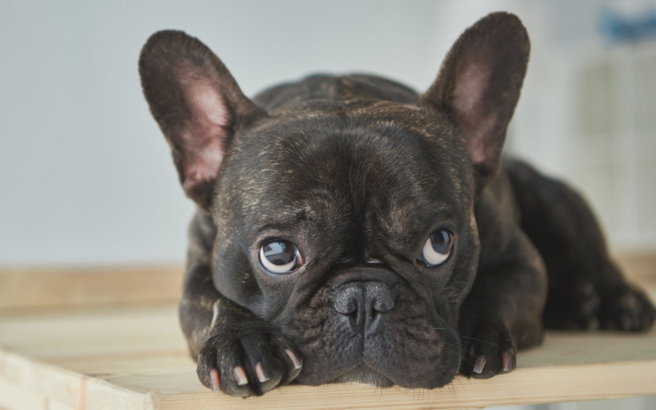 cagnolino con lo sguardo triste