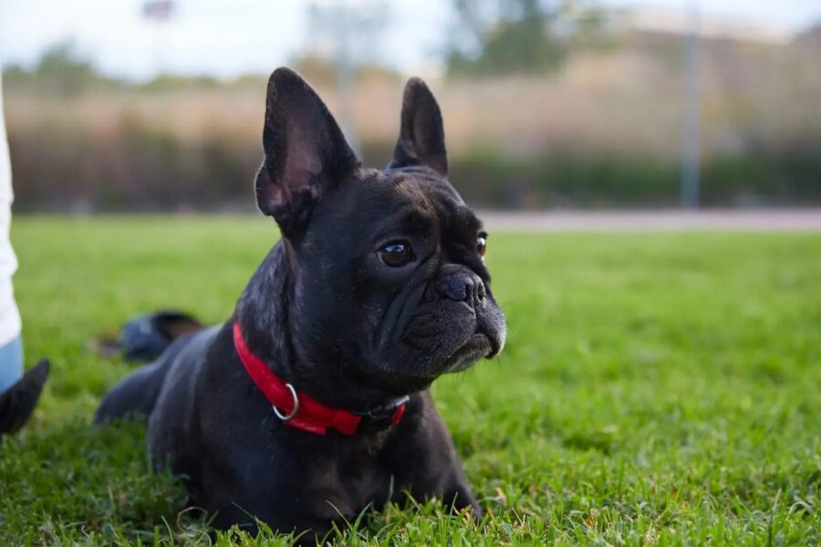 Cosa mangia il Bulldog Francese? Consigli utili sull’alimentazione di questo cane