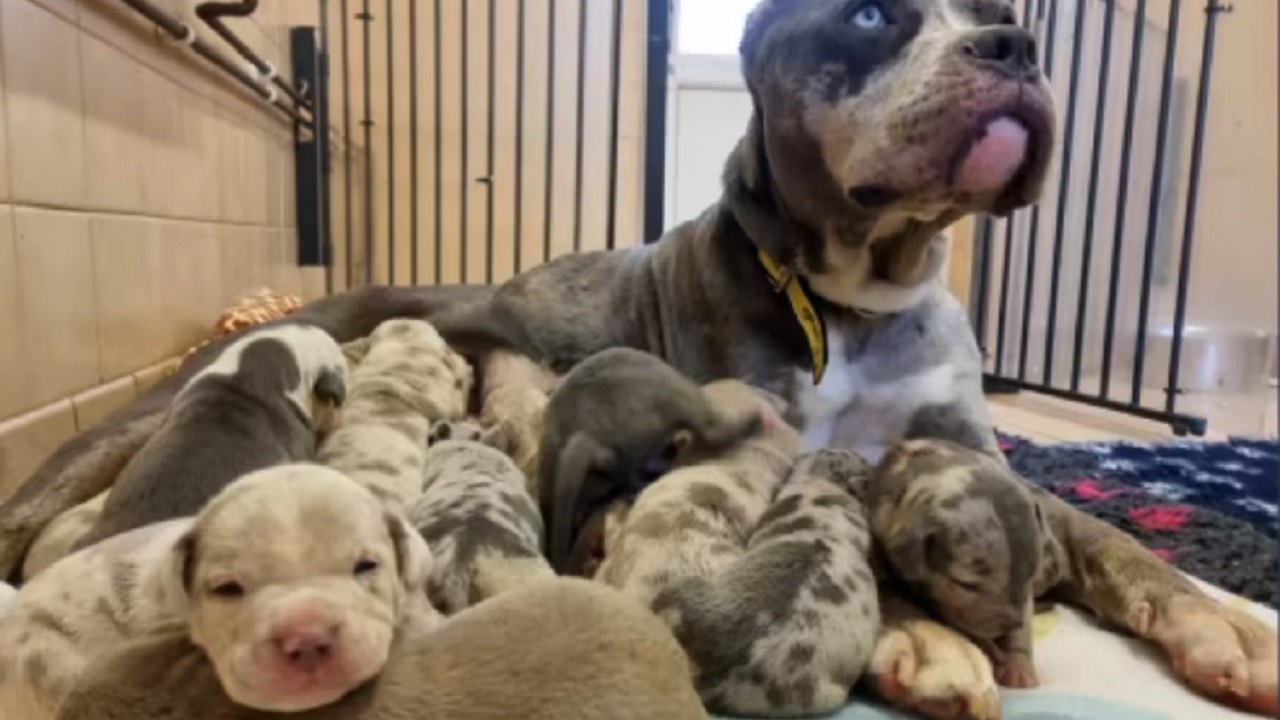 mamma con cuccioli di Bulldog americano