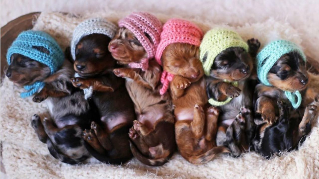 cuccioli con cappellini colorati