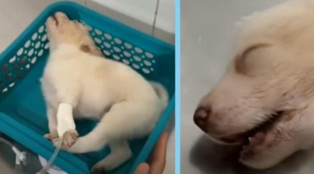 Questo piccolo cucciolo di cane, ferito e colpito alla testa, piange e non riesce a fermarsi