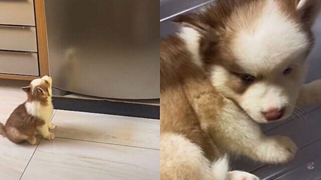 Cucciolo di cane vuole rinfrescarsi proprio dentro ad un frigorifero e chiede il permesso alla sua mamma