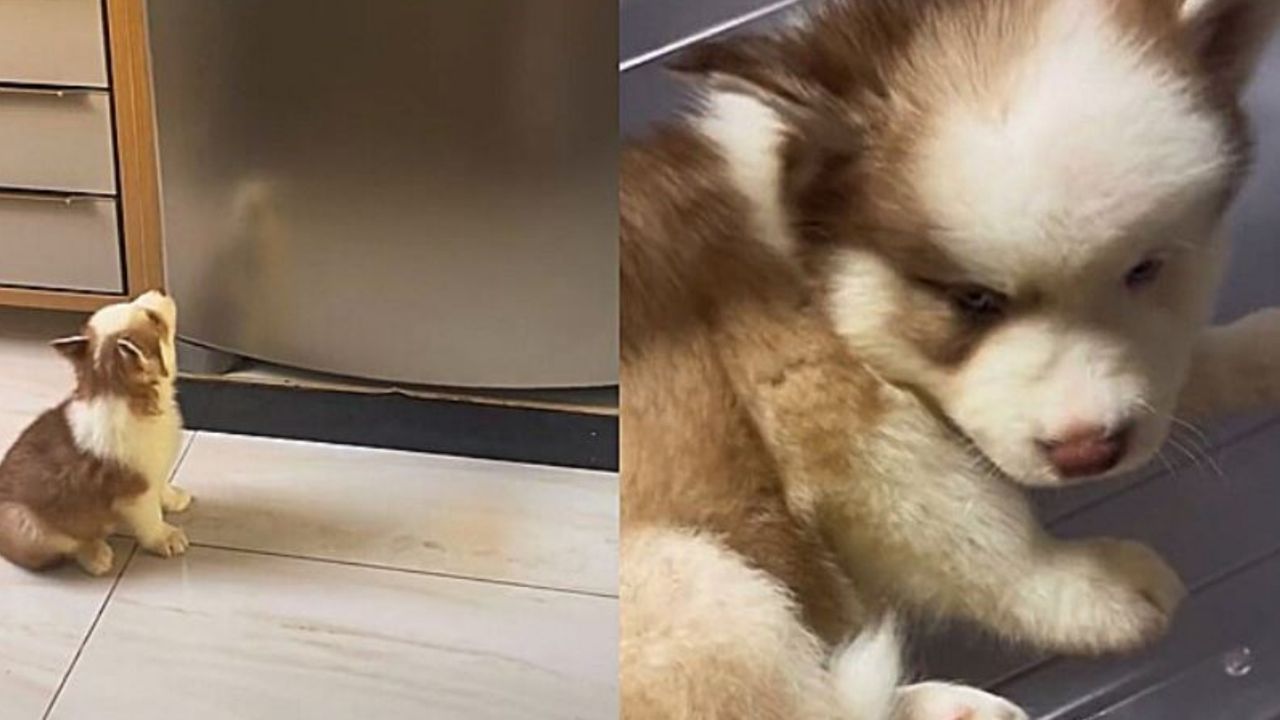 Un cucciolo di Siberian Husky di nome Luck