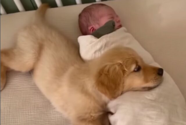 cucciolo con bebè