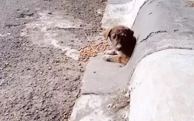 Cucciolo di cane nel canale di scolo in una strada trafficata, l’eroico salvataggio