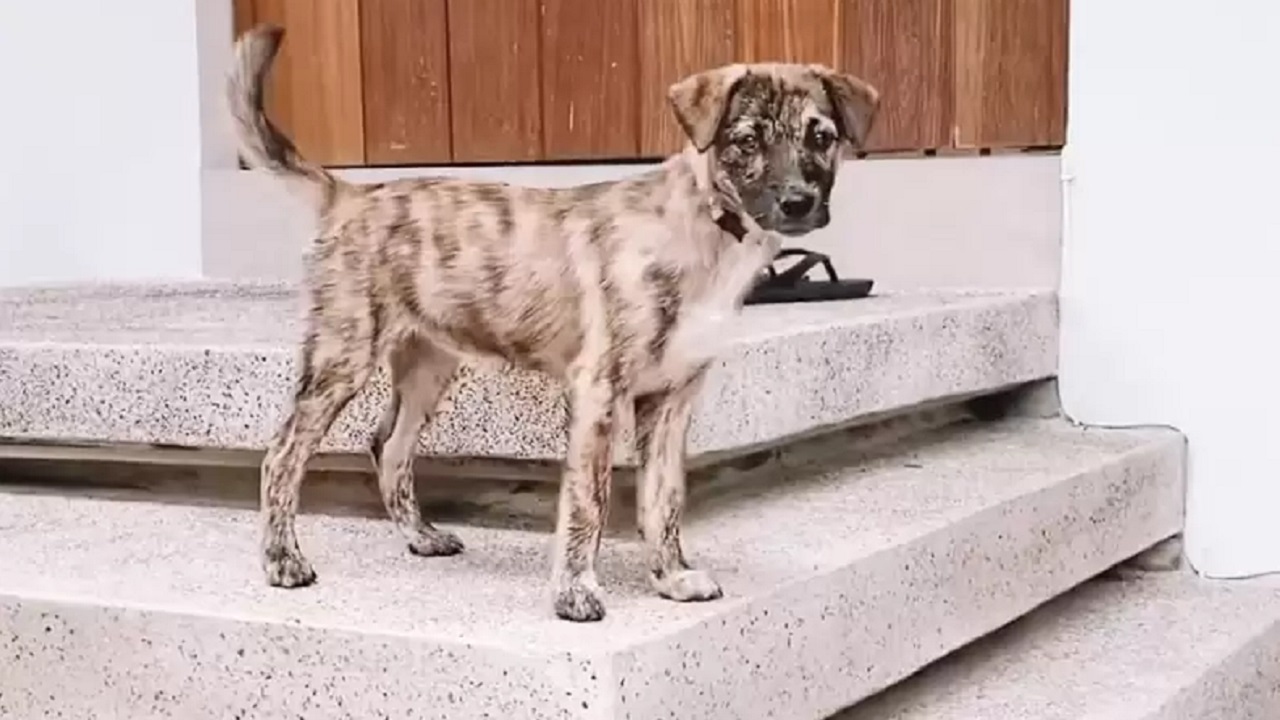 Cucciolo di cane chiaro con macchie scure