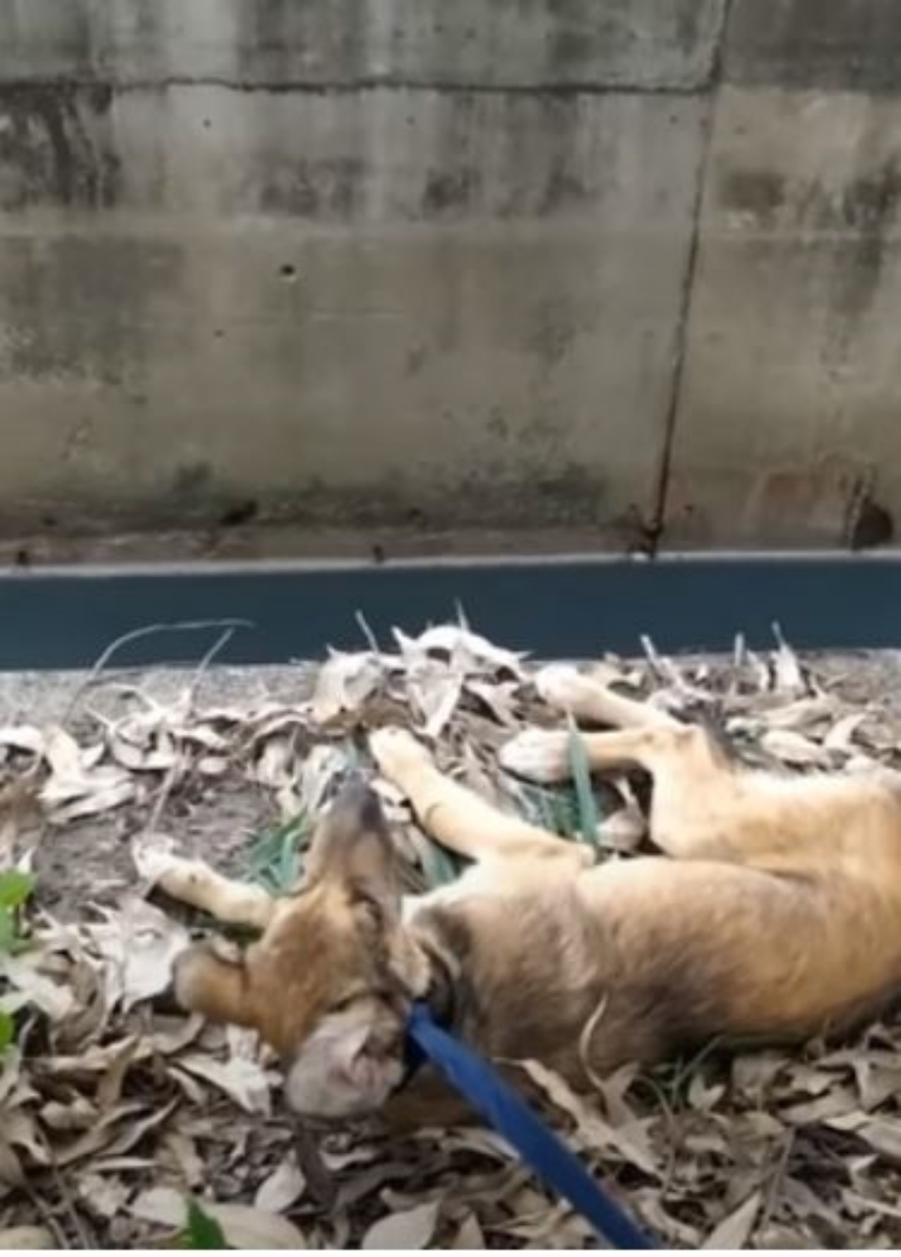 un cane steso a terra con le zampe rotte