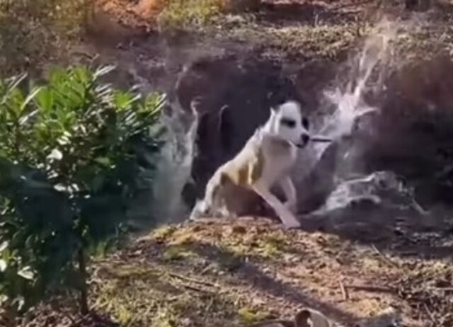 Durante una passeggiata al parco un bimbo ha dovuto confrontarsi con la delicatezza del suo cagnolone (VIDEO)