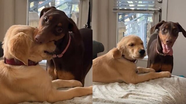 Dobermann che fa il solletico ad un Golden Retriever: la dolcezza di questi cuccioli è incalcolabile
