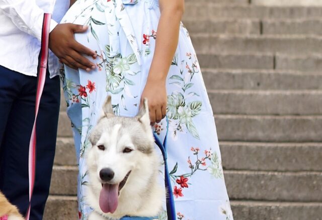 Donna incinta non vuole più il cane, il marito non sa cosa fare