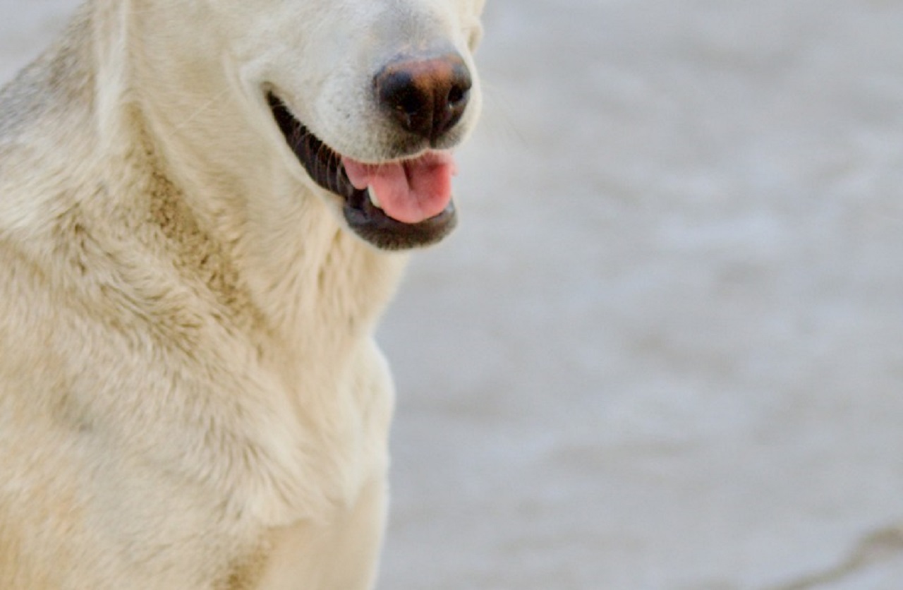Cane bianco sorride