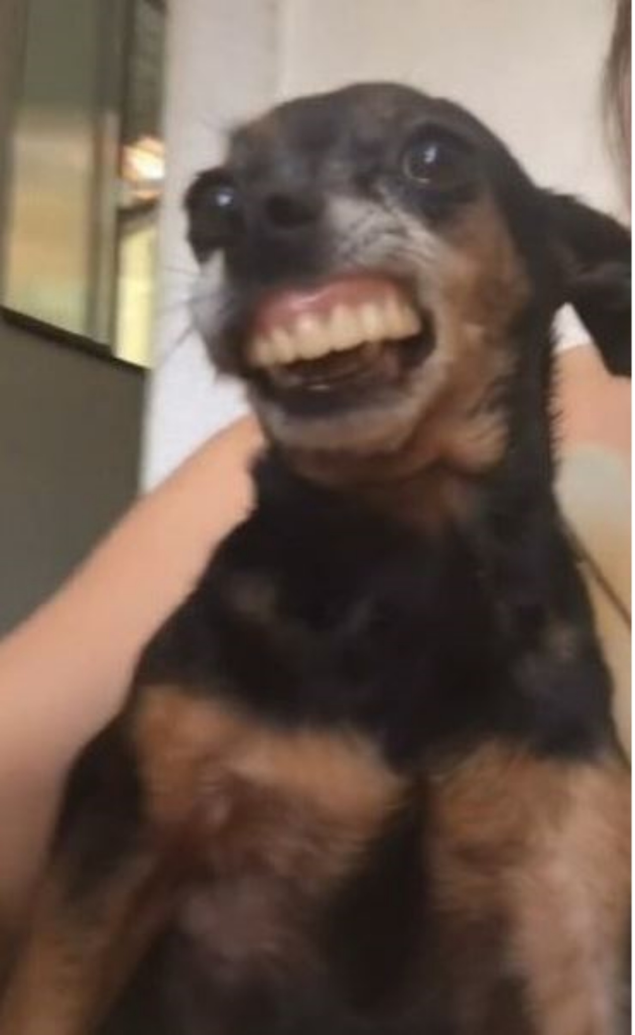 Un cane con indosso una dentiera