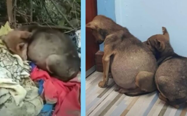 Due cuccioli di cane spaventatissimi si aggrappano l’uno all’altro, nonostante le loro condizioni pessime (VIDEO)