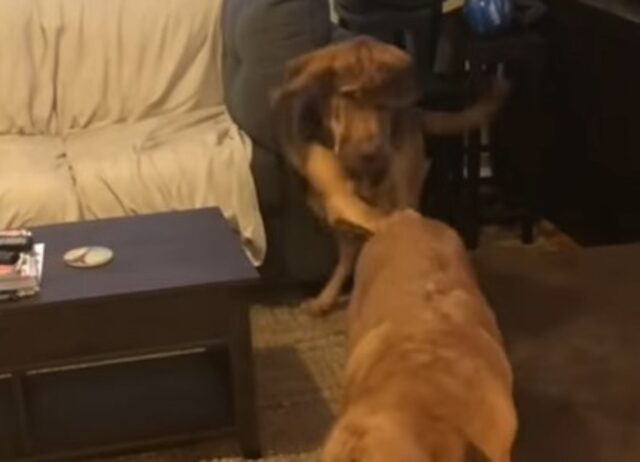 due cani in soggiorno