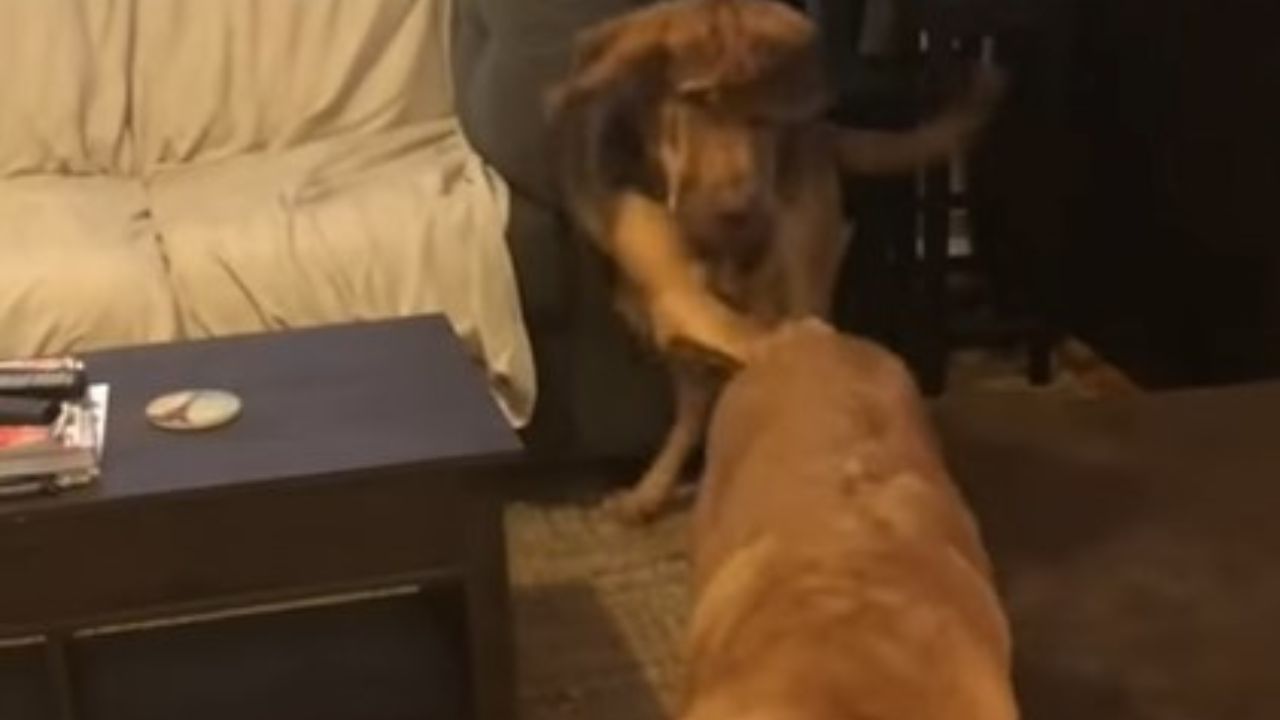 cane colpisce il fratello