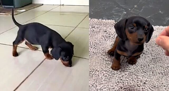 Bassotto o Rottweiler, questo è il dilemma! Un ragazzo pensava di aver adottato un grande e grosso cane invece era un piccolo quattro zampe